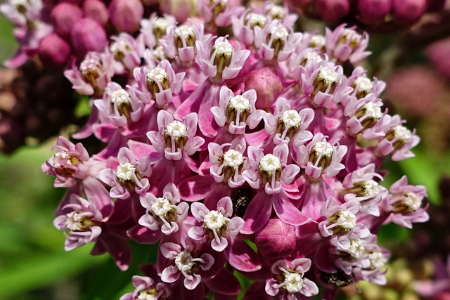 Asclepias incarnata