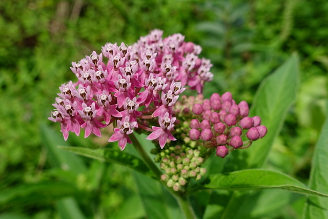 Asclepias incarnata