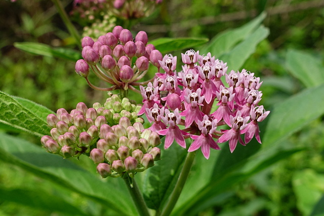 Asclepias incarnata