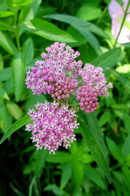 Asclepias incarnata