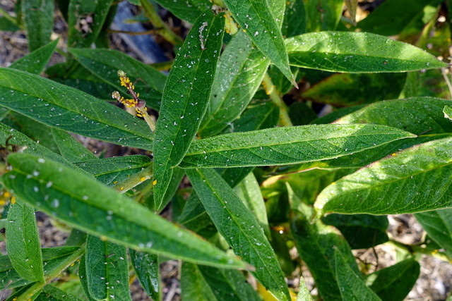 Asclepias incarnata - leaves