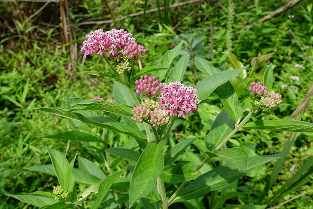 Asclepias incarnata - plant