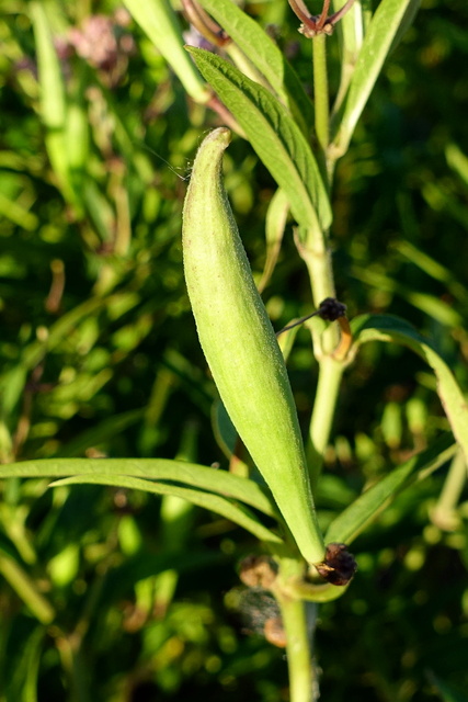 Asclepias incarnata - seedpod