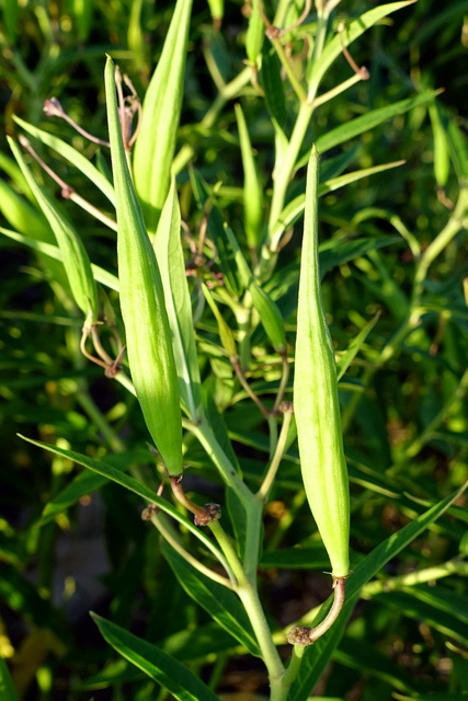 Asclepias incarnata - seedpod