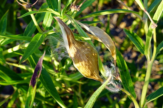 Asclepias incarnata - seedpod