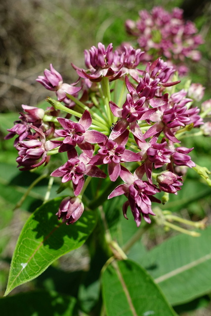 Asclepias purpurascens