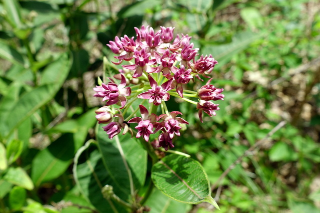 Asclepias purpurascens