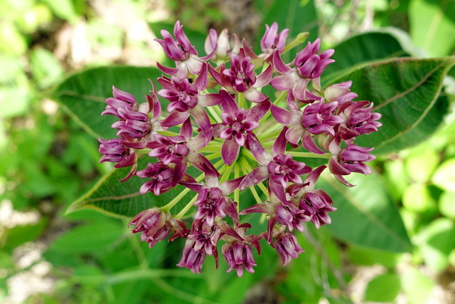 Asclepias purpurascens