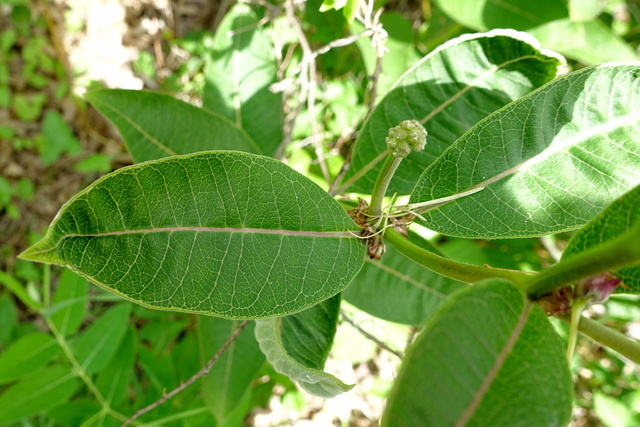 Asclepias purpurascens - leaves