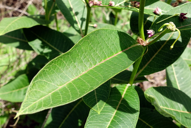 Asclepias purpurascens - leaves