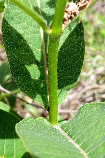 Asclepias purpurascens - stem