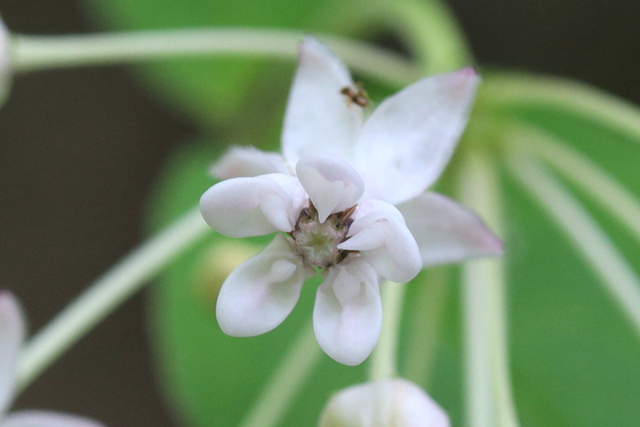 Asclepias quadrifolia