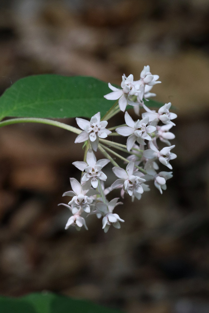 Asclepias quadrifolia