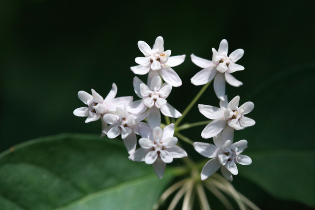 Asclepias quadrifolia