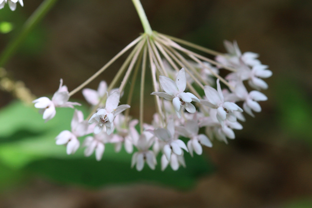 Asclepias quadrifolia