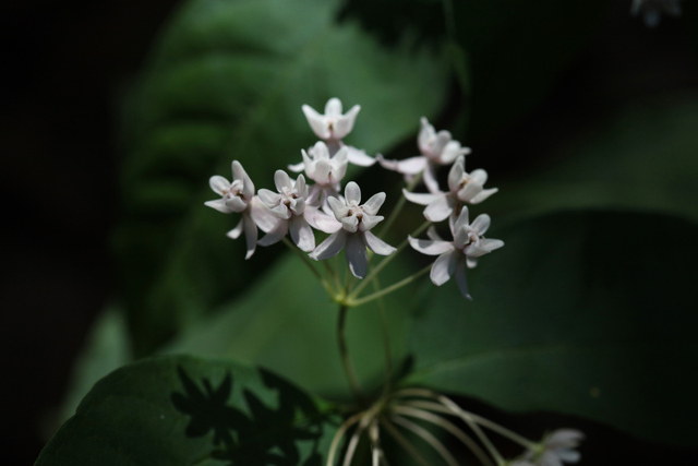 Asclepias quadrifolia