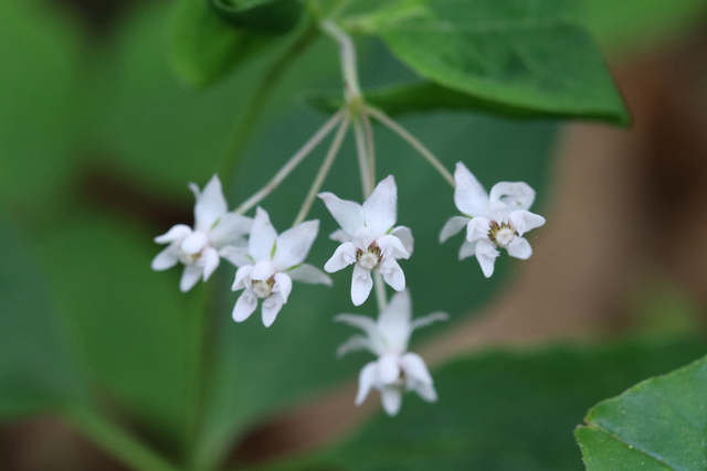 Asclepias quadrifolia