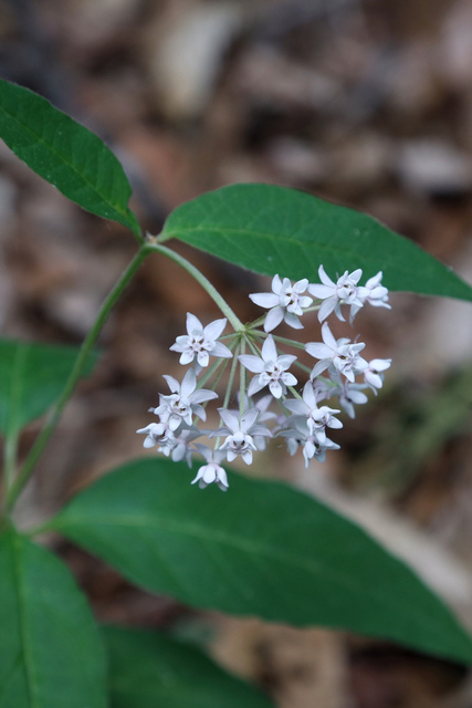 Asclepias quadrifolia