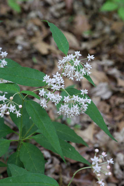 Asclepias quadrifolia