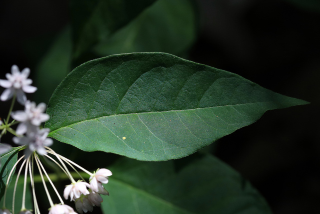 Asclepias quadrifolia - leaves