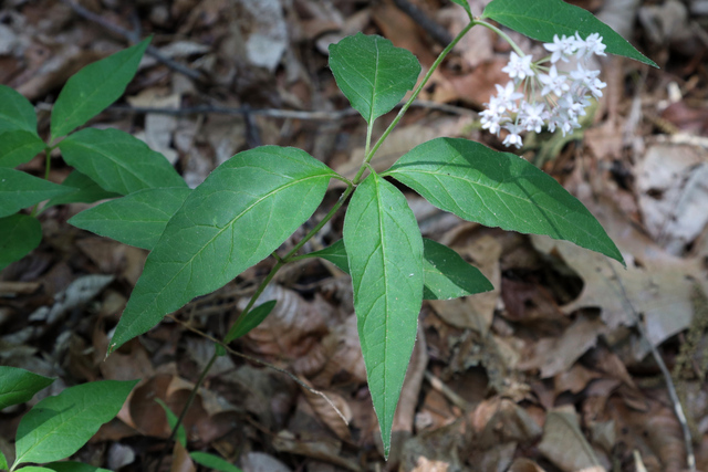 Asclepias quadrifolia - leaves