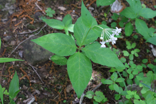 Asclepias quadrifolia - leaves