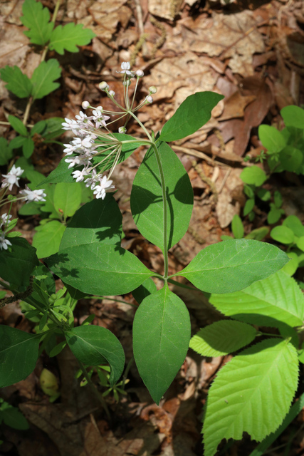 Asclepias quadrifolia - plants