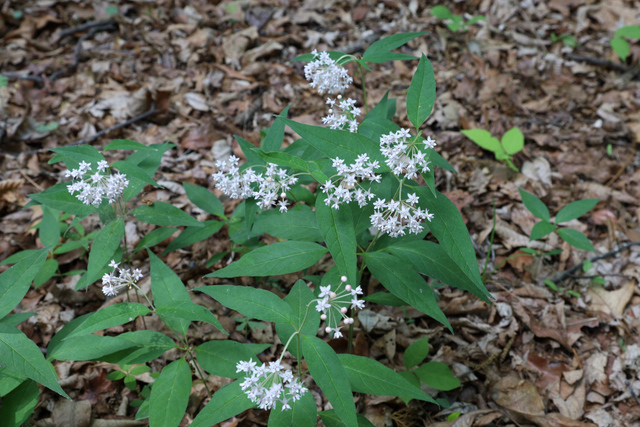 Asclepias quadrifolia - plants