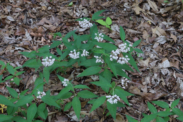 Asclepias quadrifolia - plants