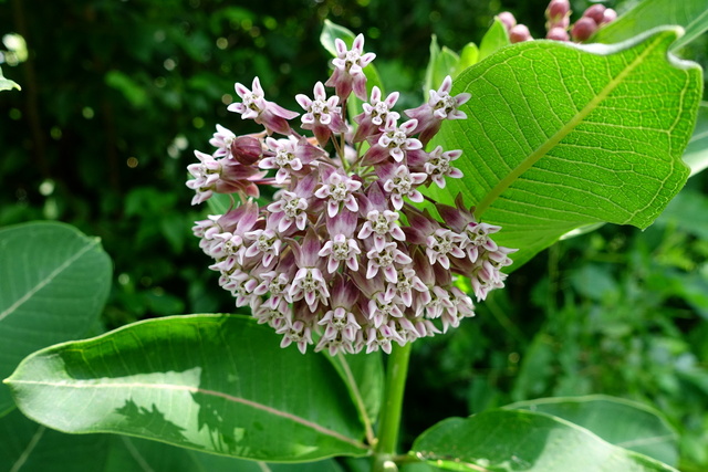 Asclepias syriaca