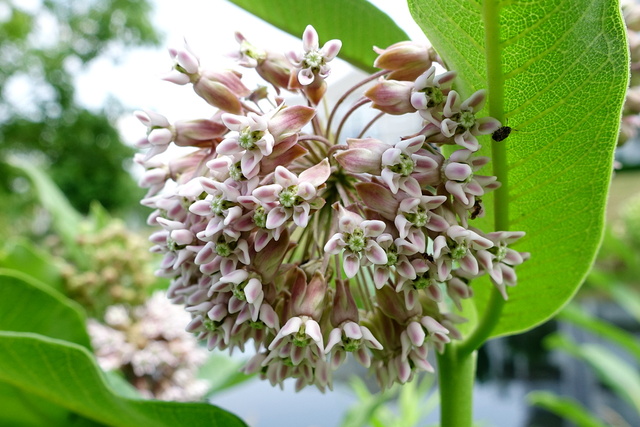 Asclepias syriaca