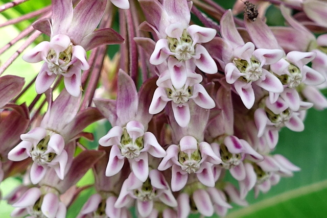 Asclepias syriaca