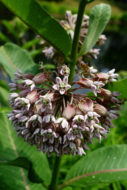 Asclepias syriaca