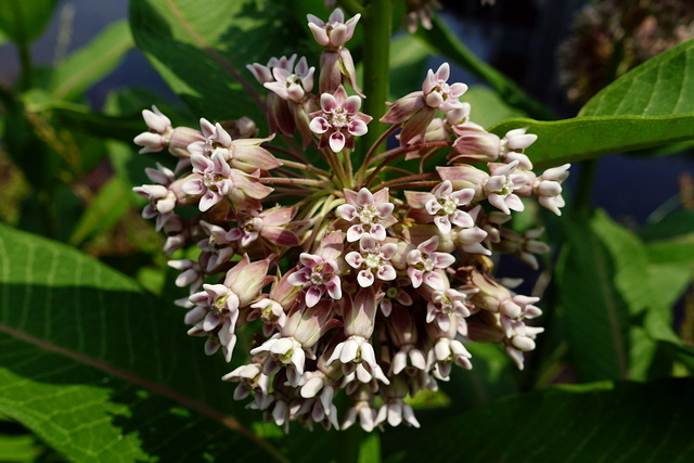 Asclepias syriaca