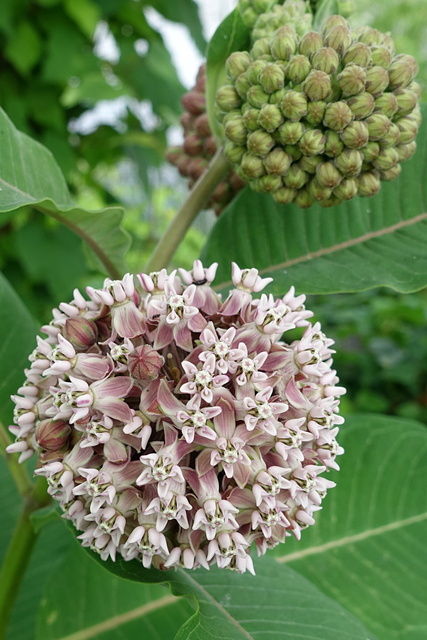 Asclepias syriaca