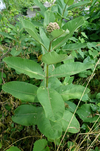 Asclepias syriaca - plant