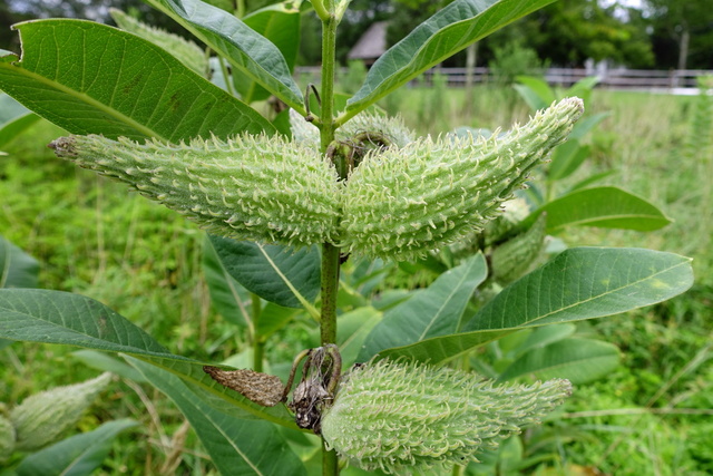 Asclepias syriaca - seedpods