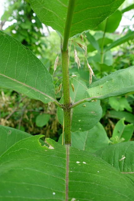 Asclepias syriaca - stem