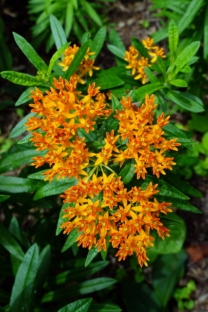 Asclepias tuberosa