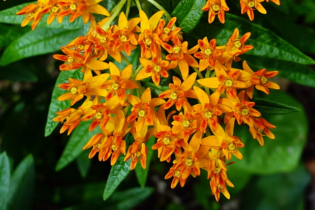 Asclepias tuberosa