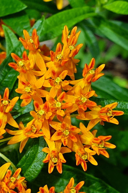 Asclepias tuberosa