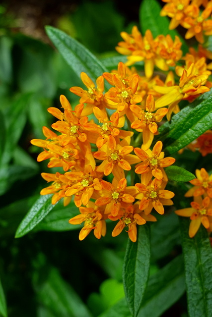 Asclepias tuberosa