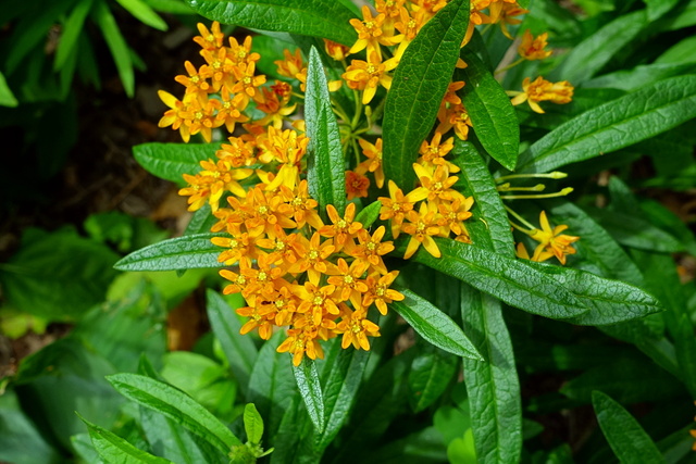 Asclepias tuberosa