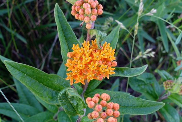 Asclepias tuberosa