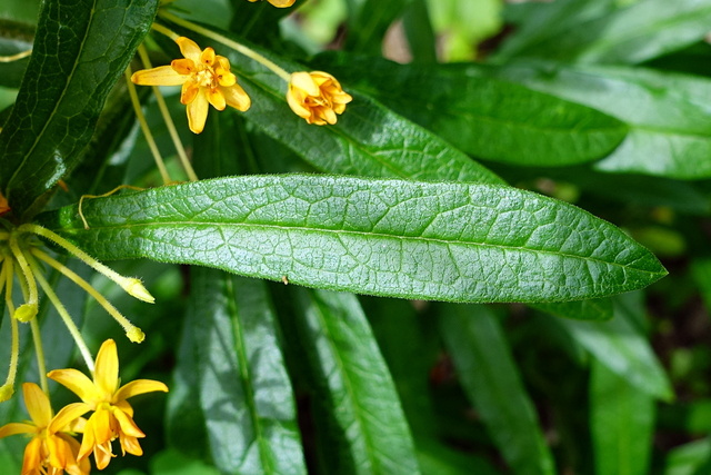 Asclepias tuberosa - leaves