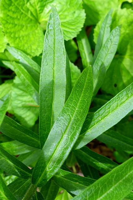 Asclepias tuberosa - leaves