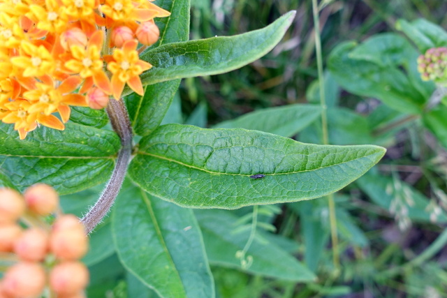 Asclepias tuberosa - leaves