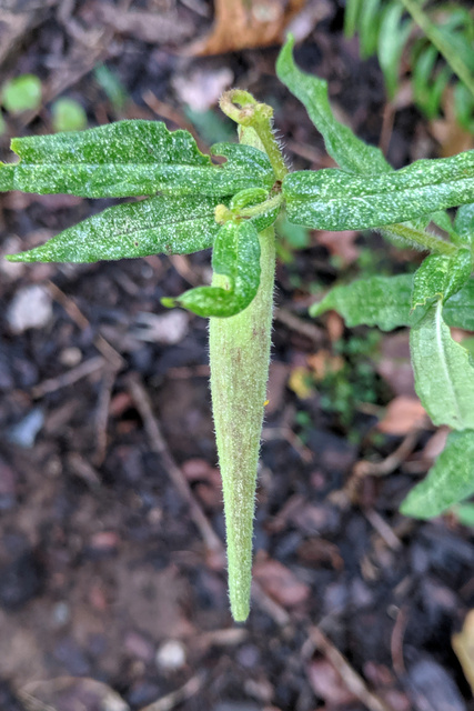 Asclepias tuberosa - seedpod