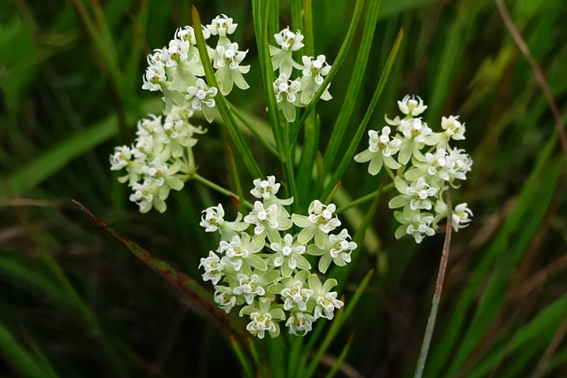 Asclepias verticillata