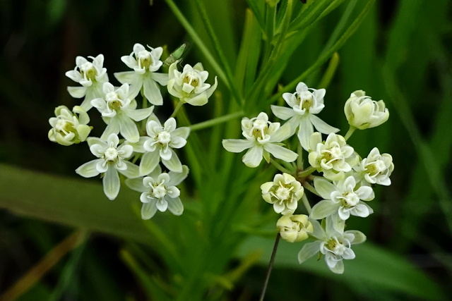 Asclepias verticillata